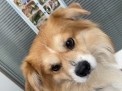 -心仪动物医院·牙专科·肿瘤·心脏科(西客站院)