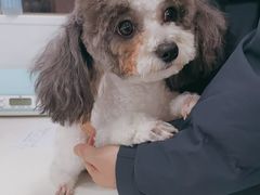 -天使宠物医院·犬猫分诊(彩虹店)