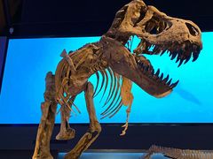 -贝林大翅鲸简餐厅(国家海洋博物馆店)