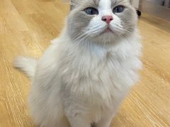 -猫咪派对(江南西店)