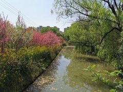 -南汇桃花村