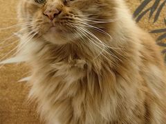 -楼上猫咖(罗湖店)