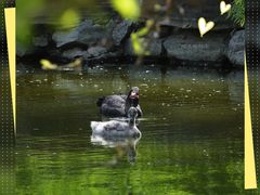 -北京大学燕东园