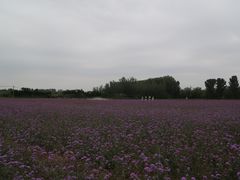 -北京东方普罗旺斯薰衣草庄园
