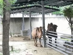 -成都动物园