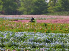 -花开海上生态园