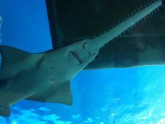 -悉尼海洋生物水族馆
