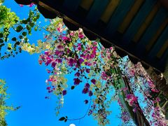 -深圳国际园林花卉博览园