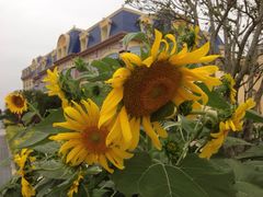 -广州花之恋城堡酒店