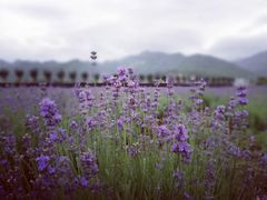 -曲江薰衣草庄园