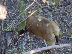 -北京麋鹿生态实验中心