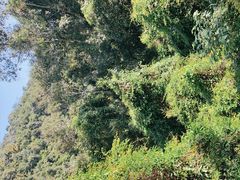 -野象谷景区