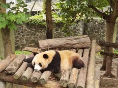 -都江堰中华大熊猫苑