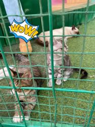 点击看大图 -萌宠亲子动物乐园(槐房万达店)