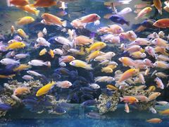 -沙沙哗啦海洋馆(华宇百花谷店)