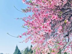 -洛阳市隋唐城遗址植物园