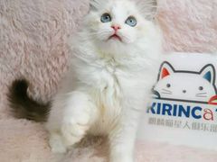 -十年猫舍·猫咪专门店(普陀店)