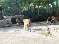 -上海野生动物园老虎餐厅
