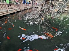 -南宫五洲植物乐园