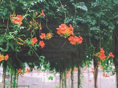 -前小桔亲子创意农场·草莓采摘·露营烧烤