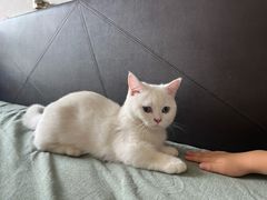 -欣宠猫屋·矮脚拿破仑·蓝金金渐层