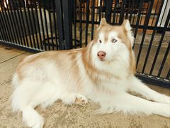 -TrueLove @ Neverland (Husky Cafe)