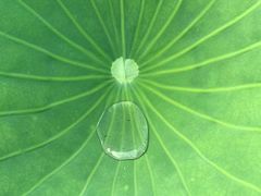 -合肥滨湖国家森林公园