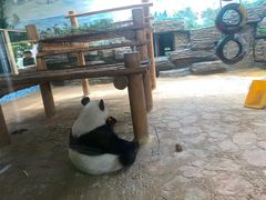 -西霞口神雕山野生动物世界