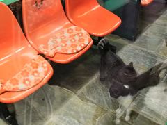 -猫咪博物馆(顶澳仔猫街店)