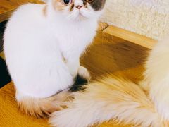 -平行世界·猫咖(首经贸店)