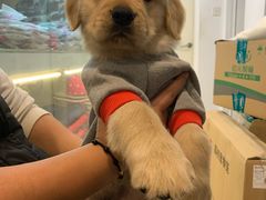 -翊宠yipet猫狗购宠庄园犬舍•猫舍