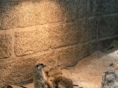 -深圳野生动物园