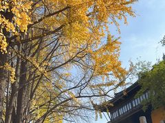 -红梅公园
