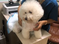 -A猫a狗全科·犬猫异宠·芥西宠物医院(南开总院)