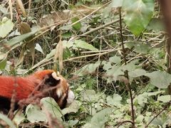 -都江堰中华大熊猫苑