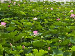 -莲花池公园