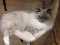 -滚猫咖啡·猫咖·猫友好撸猫(未来城店)