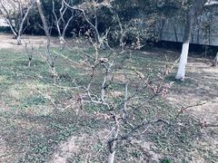 -桃花堤公园