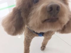 -北京恒爱动物医院(清景园分院)