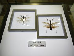 -上海昆虫博物馆