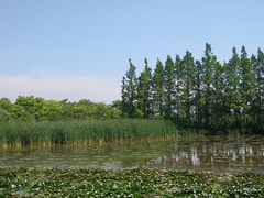 -上海长兴岛郊野公园