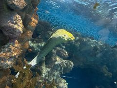 -上海海洋水族馆