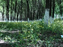 -东郊湿地公园