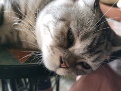 -猫猫幼稚园·撸猫·桌游·电玩