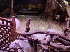 -正佳雨林生态植物园