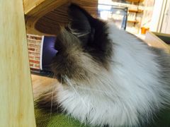 -猫咪咖啡·猫咖(万达广场店)