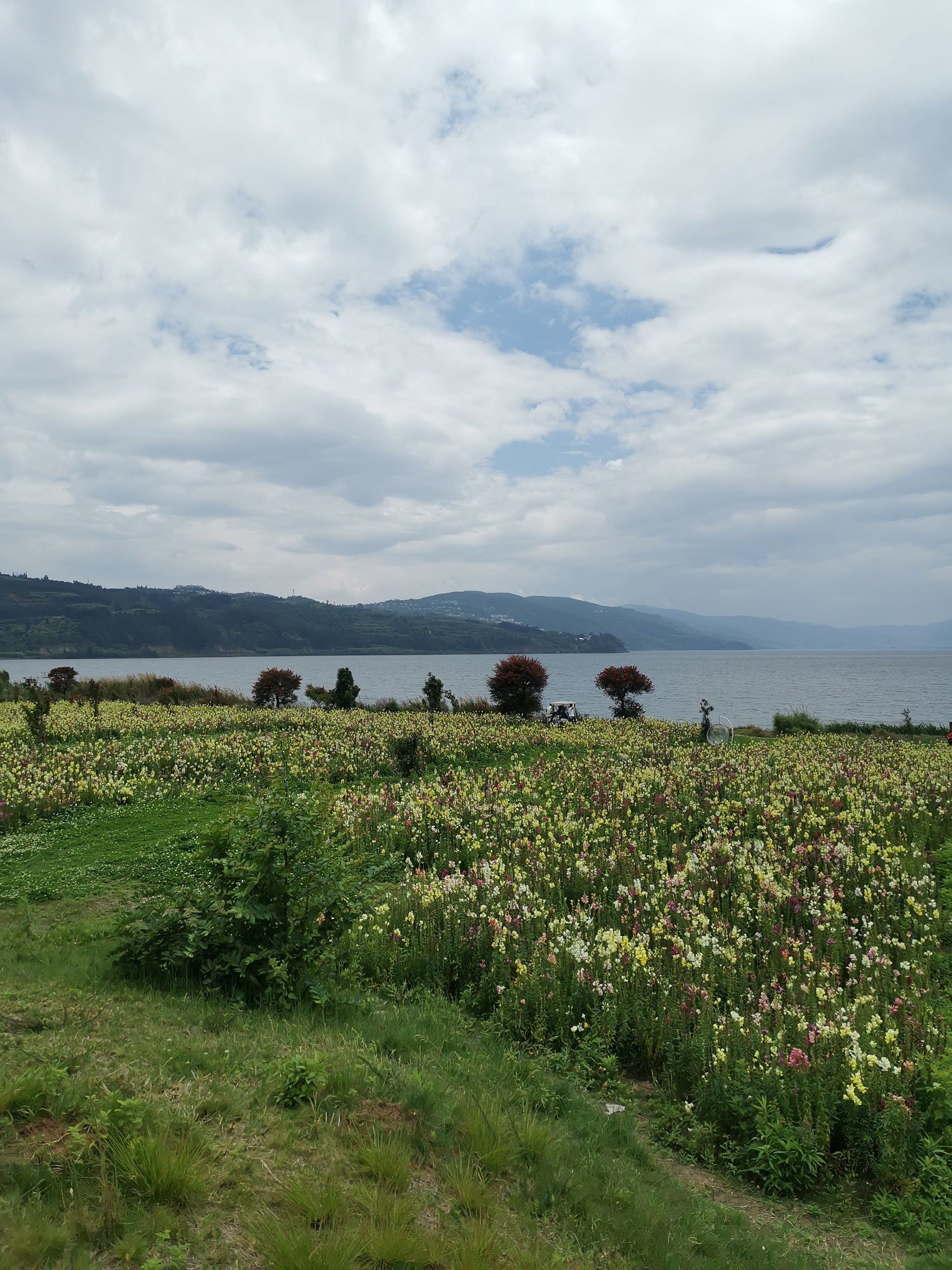 阳宗海滨水公园盛开的花田