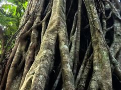 -西双版纳原始森林公园