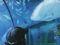 -洛阳龙门海洋馆