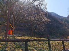 -黑河国家森林公园